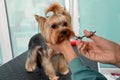 Professional groomer giving stylish haircut to cute dog in pet beauty salon, closeup Royalty Free Stock Photo