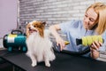 Professional groomer handle with pet spitz in salon