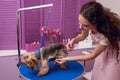 Professional groomer holding comb and scissors while grooming dog in pet salon Royalty Free Stock Photo
