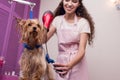 Professional groomer holding hair dryer and comb while drying wet yorkshire terrier dog