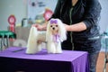 A professional groomer puts a Maltese lapdog on the grooming table after leaving