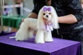 Professional groomer puts Maltese lapdog to demonstrate dog grooming