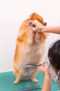 Professional groomer takes care of Orange Pomeranian Spitz in animal beauty salon