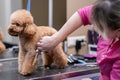 professional groomer using scissors and a clipper to trim the fur of the little smile poodle dog