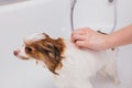 Professional groomer wash the dog in bath