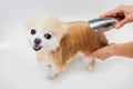 Professional groomer wash hair dog shampoo in white bath smile pomeranian spitz