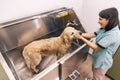 Professional groomer washing the dog Royalty Free Stock Photo