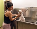 Professional groomer washing the dog Royalty Free Stock Photo