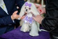 Professional groomers are considering a Maltese lapdog haircut