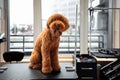 Professional grooming an apricot dog labradoodle in hair salon for dogs. Young female groomer hairdresser removes, cut