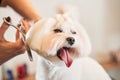 Professional grooming a little dog maltipoo in hair salon