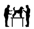 Professional grooming team hairdressing French Royal Poodle champion dog on desk in groom saloon vector silhouette illustration