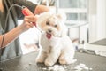 Professional grooming on white dog maltipoo in hair salon