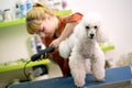 Professional grooming white poodle. Dog gets hair cut at Pet Spa Grooming Salon. Closeup of Dog. groomer concept.the dog has a Royalty Free Stock Photo