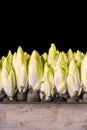 Professional growth of belgian endive chicory in a dark environment Royalty Free Stock Photo
