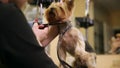 A professional grummer woman shears a yorkshire terrier dog with a pair of scissors.