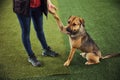 Professional handler practicing a new command with a dog Royalty Free Stock Photo