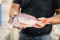 Professional island fisherman holding caught gilthead sea bream.Fishing for living.Local fish market.Fresh seafood.Active hobby.