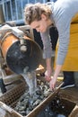 Professional lady oyster shucker Royalty Free Stock Photo