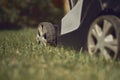 Professional lawn mower cutting grass on courtyard. Garden care equipment. Sunny day, close up Royalty Free Stock Photo