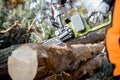 Professional logger cutting with a chainsaw