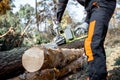 Professional logger cutting with a chainsaw