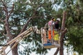 Professional lumberjack cuts trunks