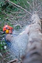 Professional Lumberjack Cutting a big Tree