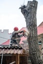 Professional lumberjack cutting a big tree in the garden