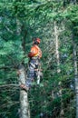 Professional lumberjack cutting tree on the top