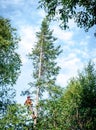 Professional lumberjack cutting tree on the top