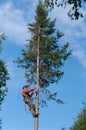 Professional lumberjack cutting tree on the top with a chainsaw