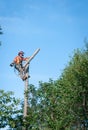Professional lumberjack cutting tree on the top