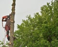 Professional lumberjack sawing logs of a spruce