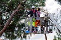 Professional Lumberjacks cuts trunks on the crane