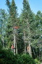 Professional lumberjacks cutting tree on the top