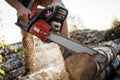 Professional lumberman sawing trees on sawmill Royalty Free Stock Photo