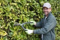 professional male gardener pruning hedge at home backyard Royalty Free Stock Photo