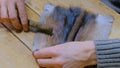 Skinner working with mink fur skin