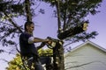 Man cutting pine tree with chainsaw Royalty Free Stock Photo