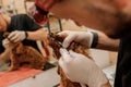 Professional Man veterinarian dentist doing procedure of professional teeth cleaning dog in a veterinary clinic. Pet healthcare