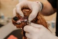 Professional Man veterinarian dentist doing procedure of professional teeth cleaning dog in a veterinary clinic. Pet healthcare