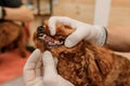 Professional Man veterinarian dentist doing procedure of professional teeth cleaning dog in a veterinary clinic. Pet healthcare