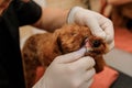 Professional Man veterinarian dentist doing procedure of professional teeth cleaning dog in a veterinary clinic. Pet healthcare