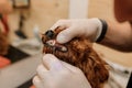 Professional Man veterinarian dentist doing procedure of professional teeth cleaning dog in a veterinary clinic. Pet healthcare