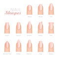 Professional manicure different shapes of nails vector