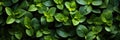 Professional Marjoram Texture For Background, Photosynthesis, Chlorophyll, Leaf Structure, Plant Lif