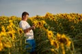 Professional nature photographer in a sunflower field Royalty Free Stock Photo