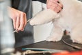 Professional pet groomer cuts maltipoo dog hair at the paws