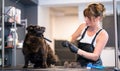 Pet hairdresser woman cutting fur of cute black dog Royalty Free Stock Photo